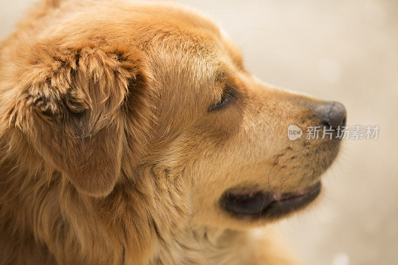 金毛猎犬、混种犬躺在户外晒太阳。的一面。