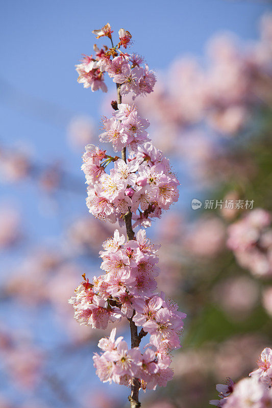 樱花