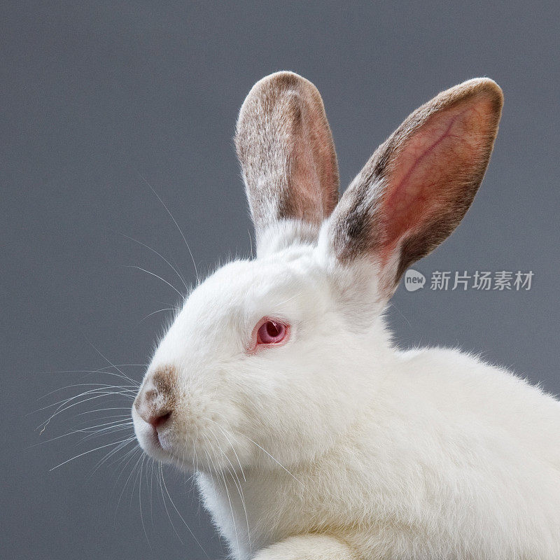 白兔肖像