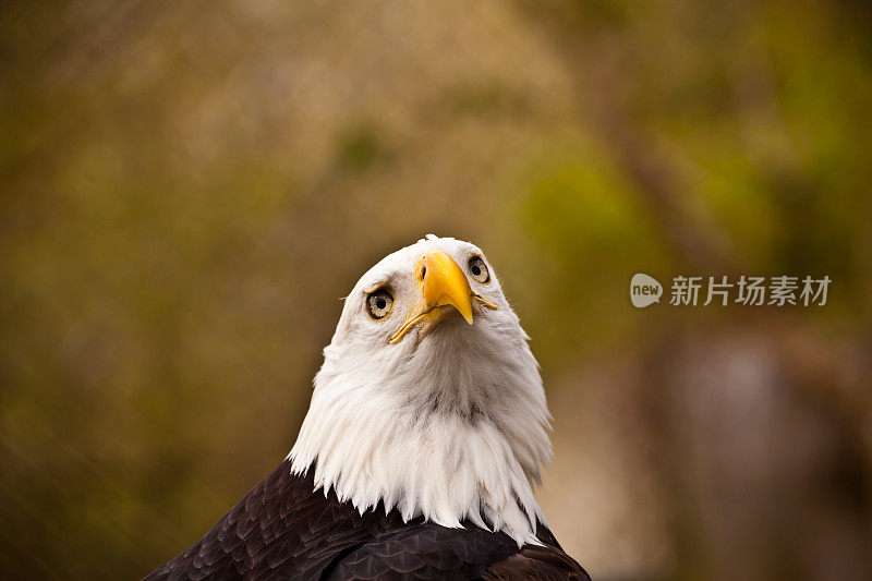 秃鹰的头