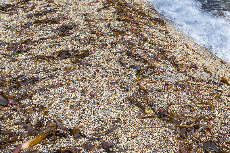 沙滩上有海藻