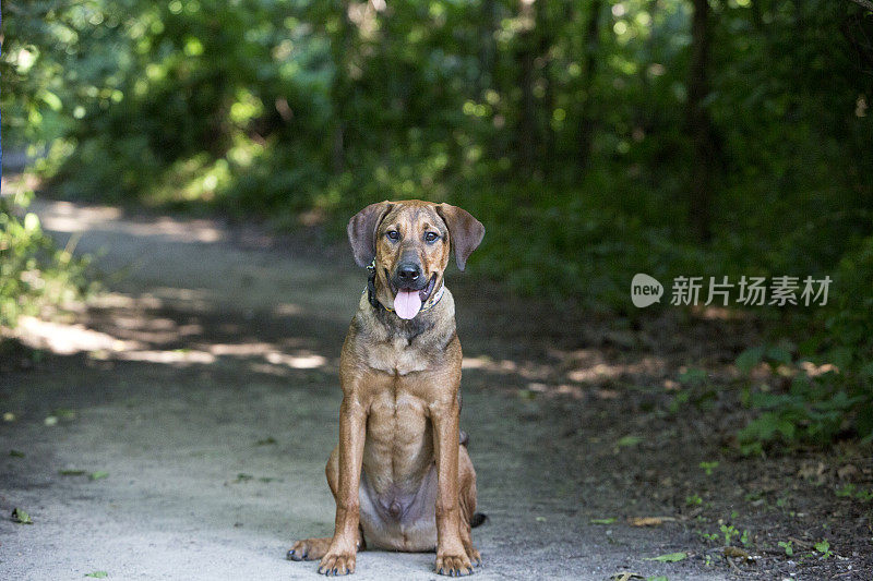 坐在公园外面的狗