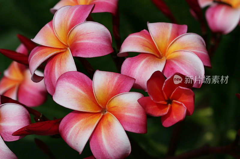 粉色Plumeria