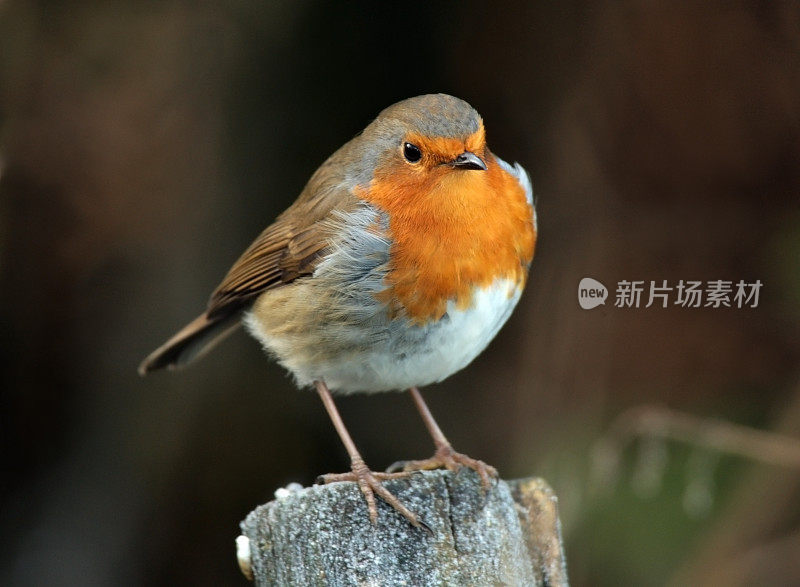 罗宾(红心rubecula)