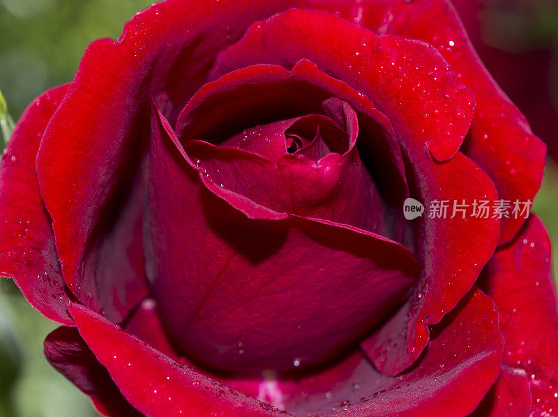 鲜亮健康的红玫瑰与凝结