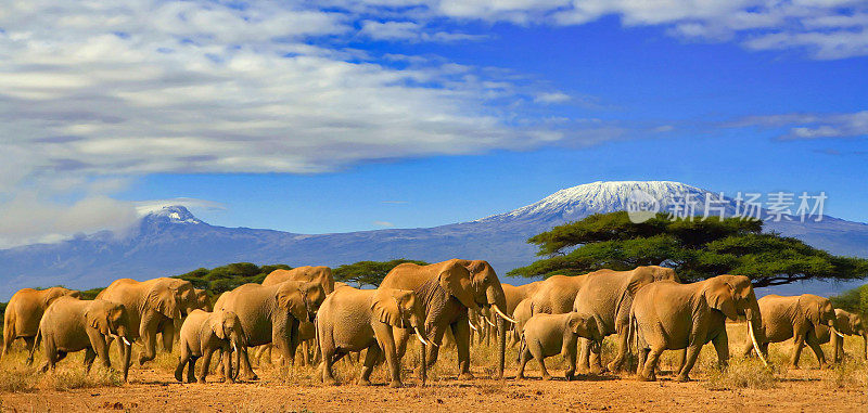 坦桑尼亚乞力马扎罗山非洲大象狩猎肯尼亚