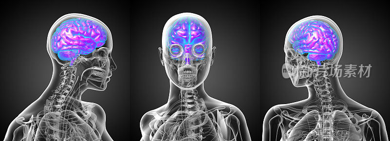 人类大脑的3d渲染医学插图