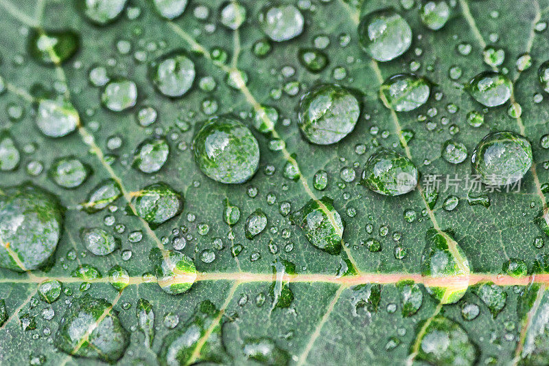 玫瑰叶子和雨滴