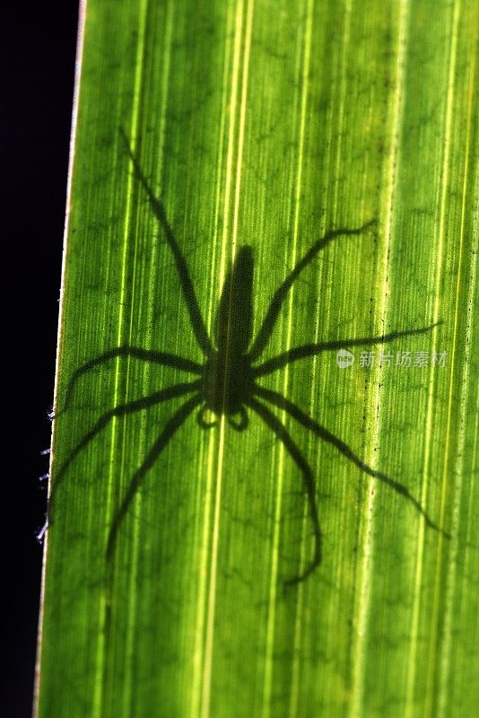 大蜘蛛的影子在长长的绿叶上。