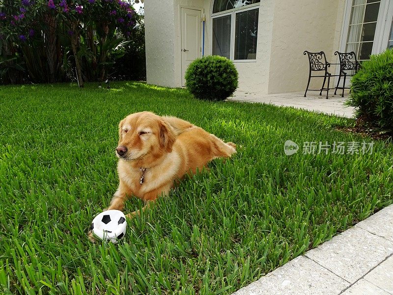 金毛猎犬和一个小足球