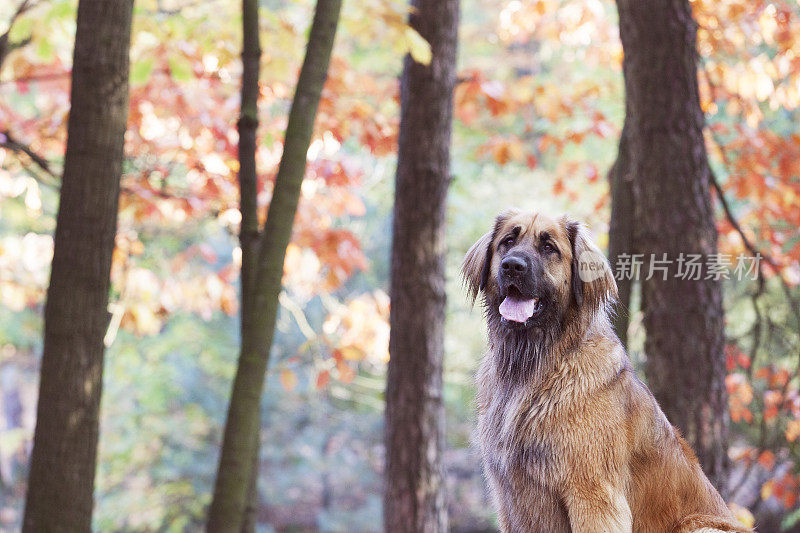 秋天里的Leonberger狗