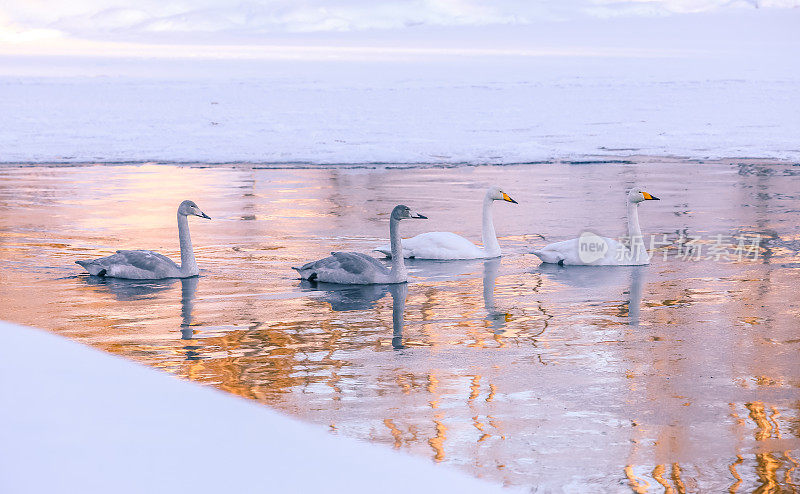 来自卡贾尼河的冬天鹅。自动化Kajaani,芬兰。