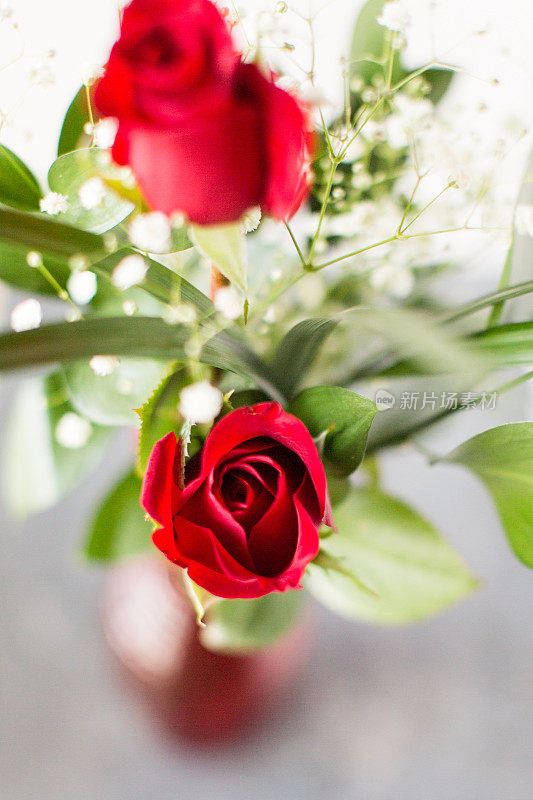 情人节的红玫瑰