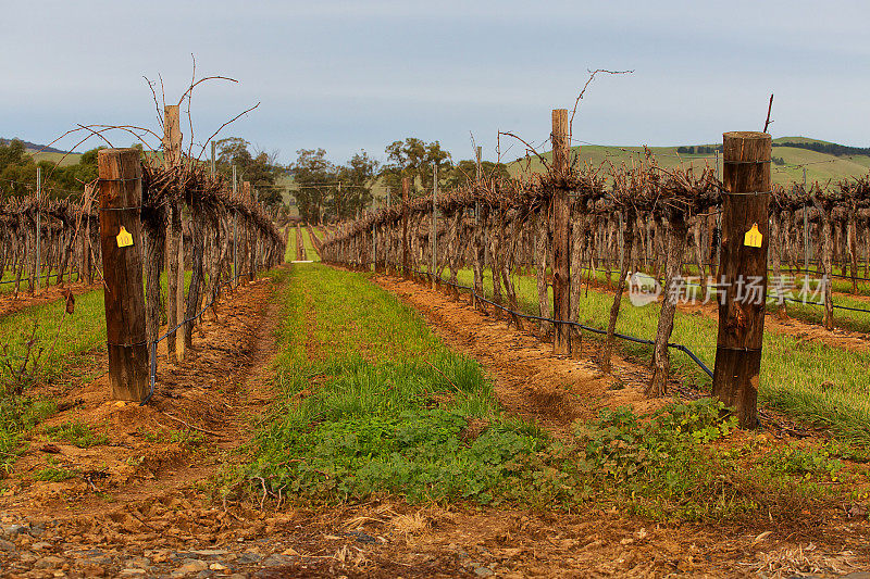 南澳大利亚巴罗萨山谷的葡萄树