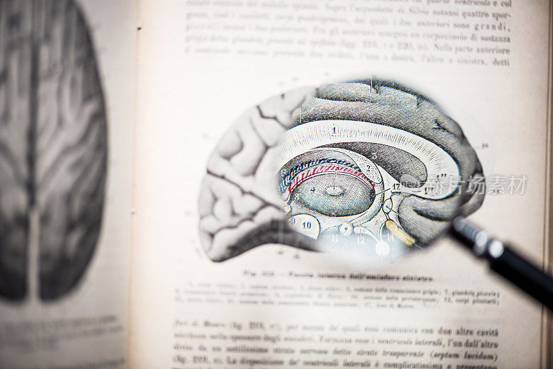 放大镜上的古董解剖书:大脑