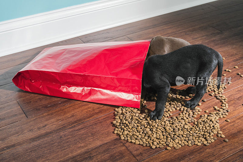 一只黑色和巧克力色的拉布拉多幼犬正在抢夺一袋洒出来的狗粮——5周大