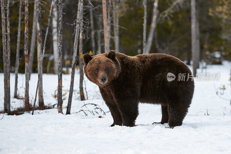 棕熊在雪地里行走