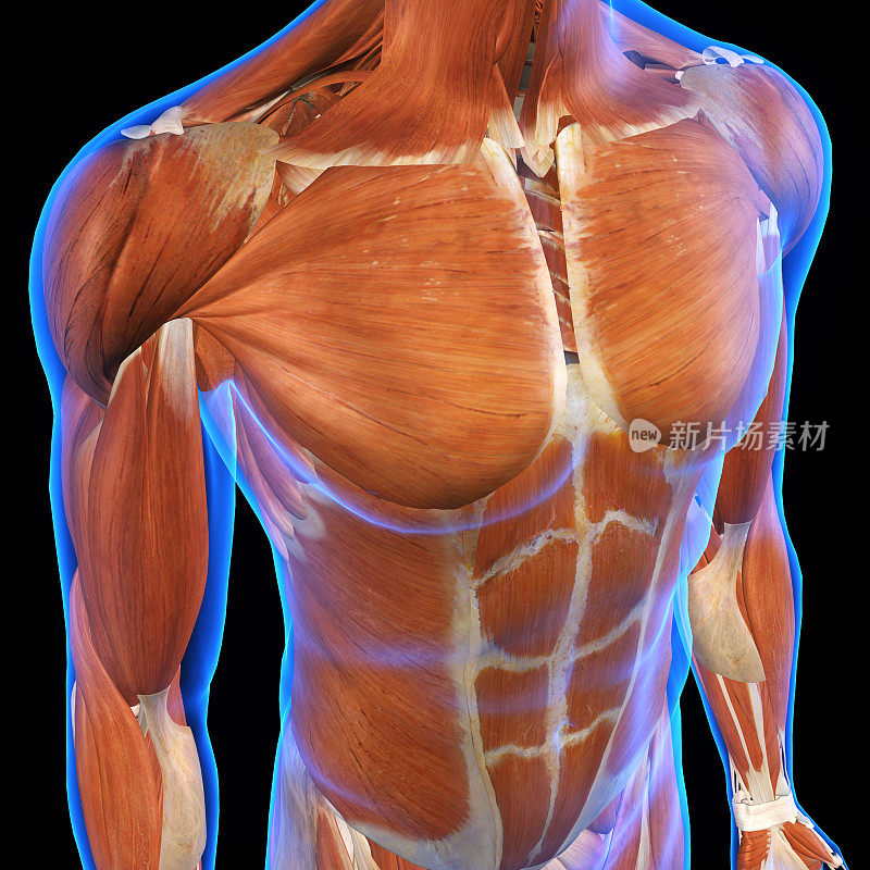 男性胸部肌肉在蓝色x光下的黑色皮肤
