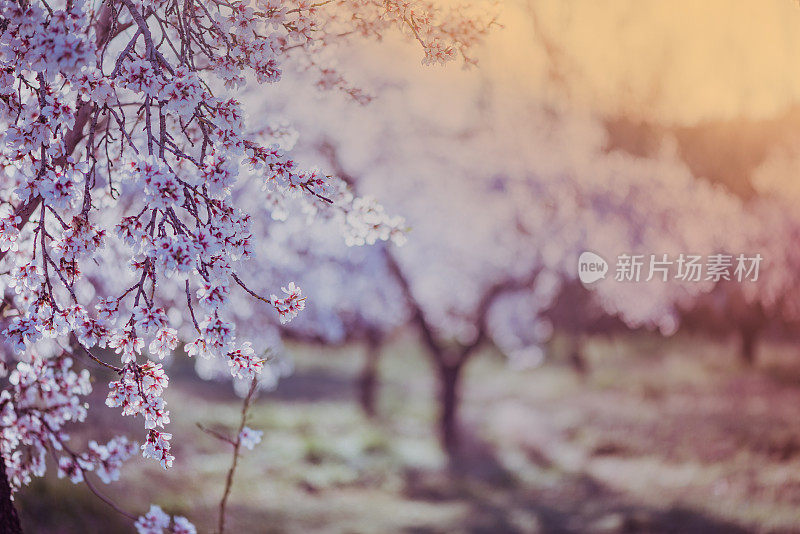 春天在果园里开花的杏树