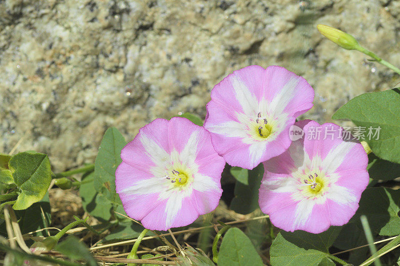 三种粉红色的小旋花野花