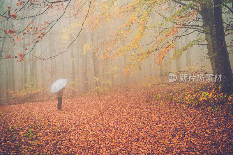 戴着银伞的老人漫步在欧洲秋日的山毛榉林中