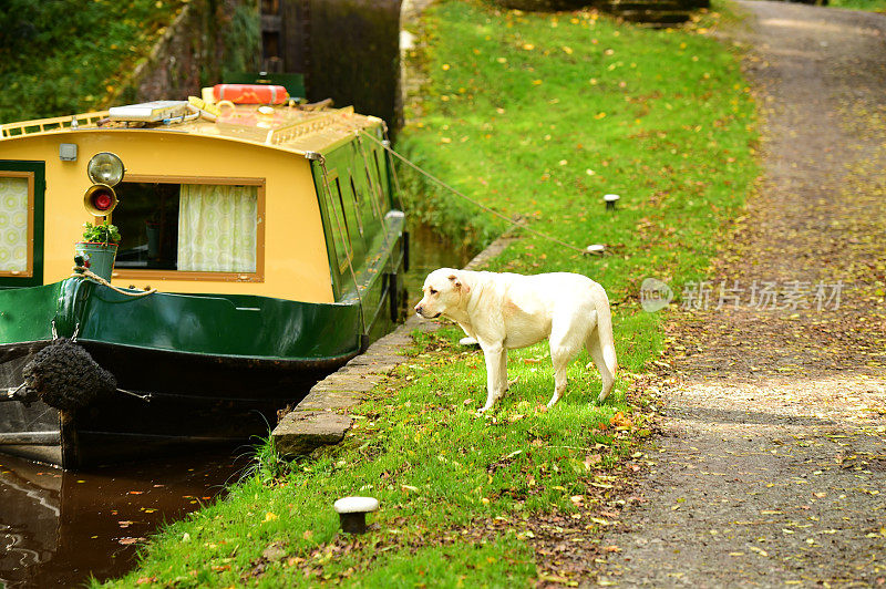 英国运河船上的拉布拉多寻回犬
