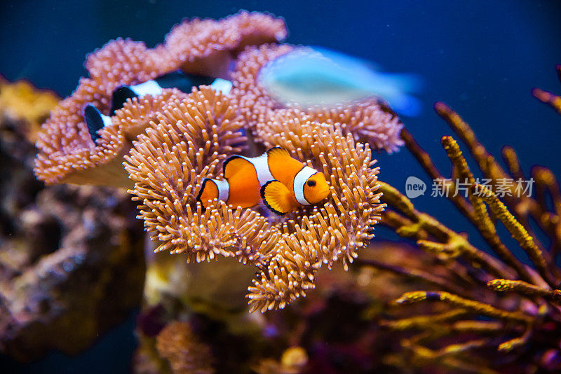 有海葵珊瑚的小丑鱼