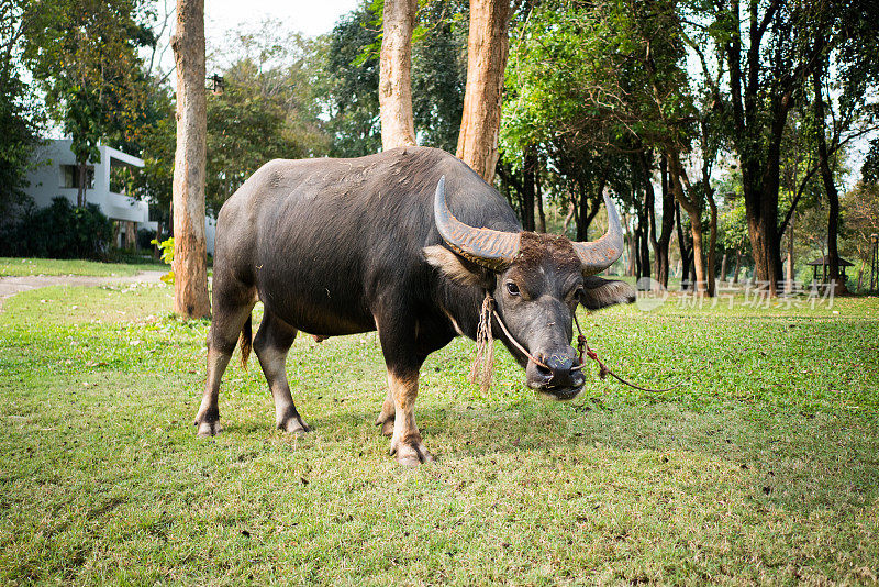 泰国水牛