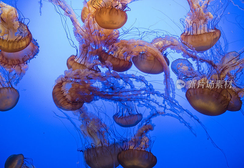 水母在水族馆