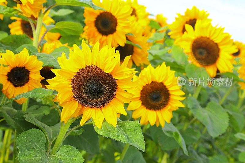 Sundflower,领域