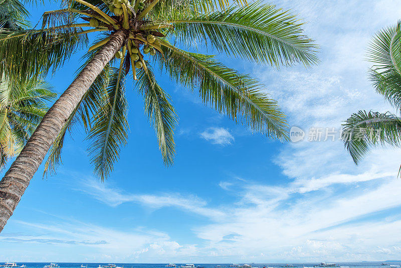 椰子树和热带海景
