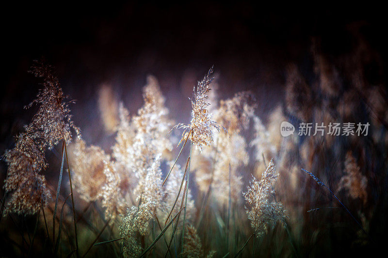 秋天的野花