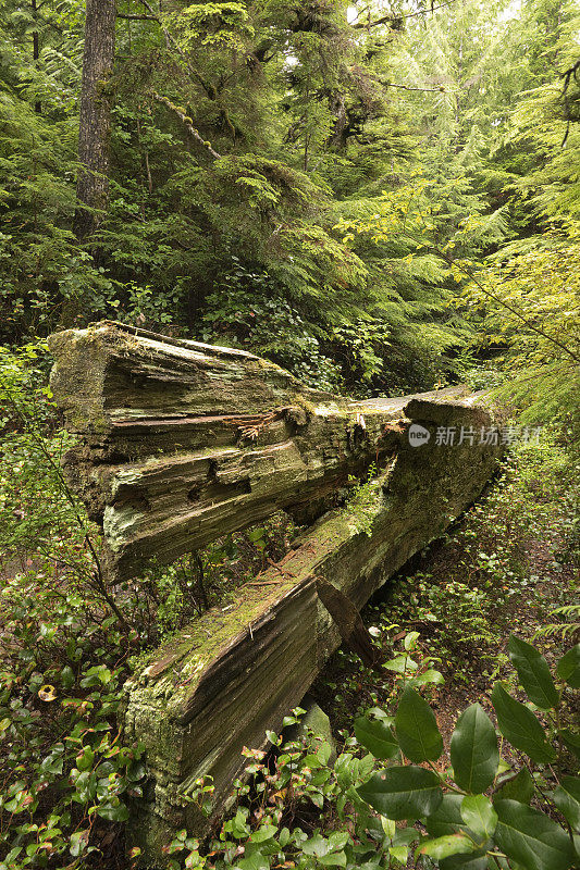 古海达独木舟未完工的海达瓜伊森林加拿大不列颠哥伦比亚省