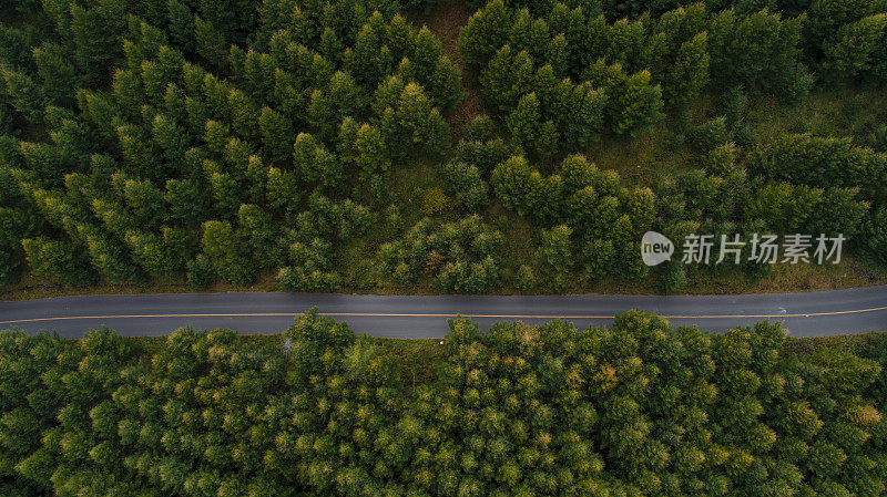 鸟瞰图森林中的道路