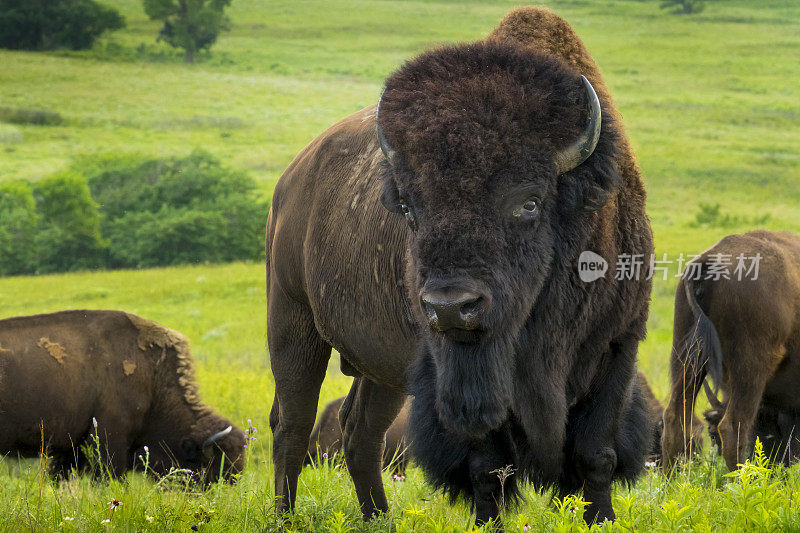 堪萨斯平原上令人印象深刻的美国野牛肖像