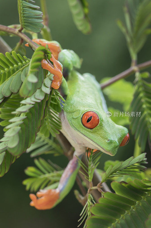 红眼树蛙在树上