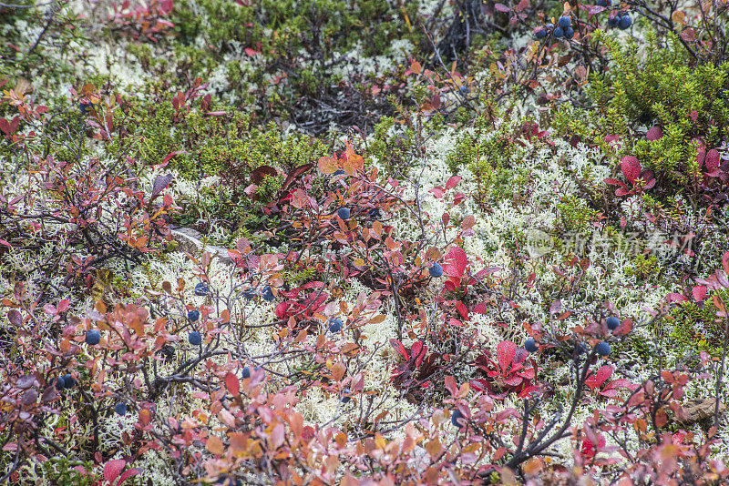 德纳里国家公园里，成熟的蓝莓、红色的树叶和绿色的苔藓景色优美。