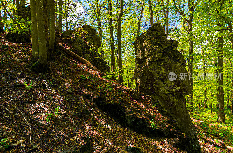 绿色森林中的岩石形成
