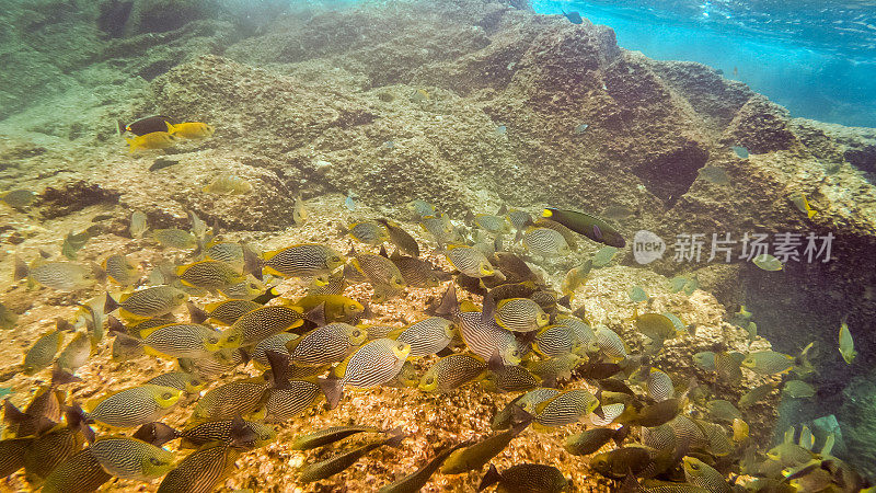 泰国珊瑚礁上的一群掠鱼