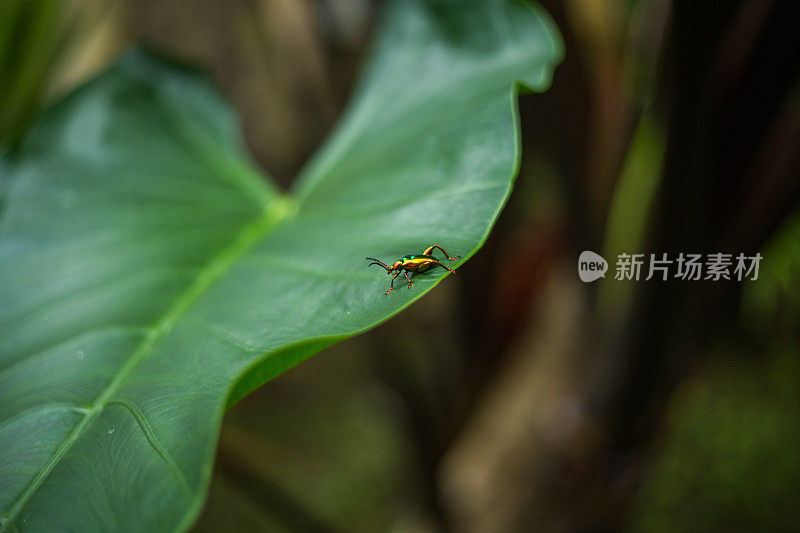 树叶上的昆虫，微距拍摄，印度尼西亚，亚洲