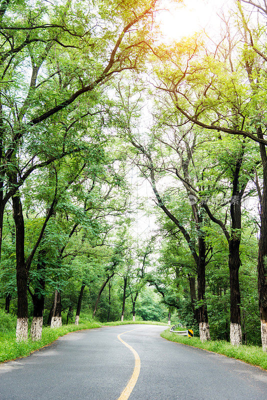 弯路在一片绿色的森林里