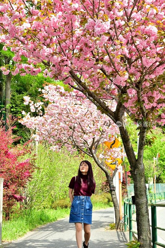 年轻的日本女人走在樱花下