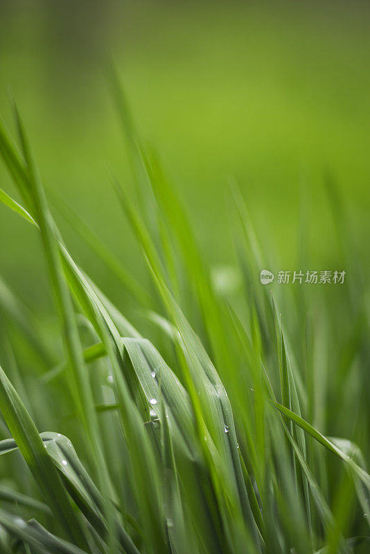 高草特写