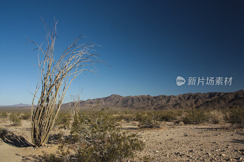 约书亚树国家公园的Ocotillo