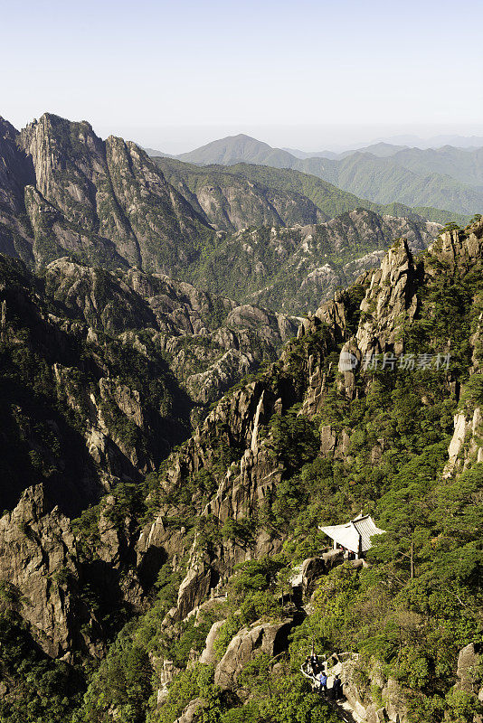 黄山的松树