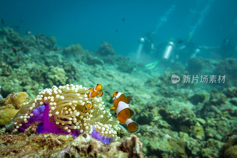 小丑鱼和几个水肺潜水者的水下特写图像