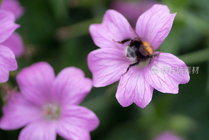 花上的蜜蜂