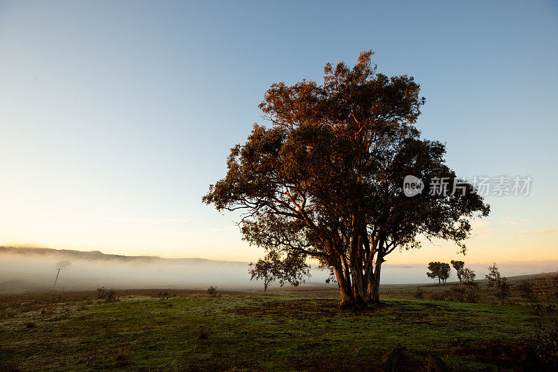 令人惊叹的日出光照在一棵树上俯瞰雾气弥漫的山谷