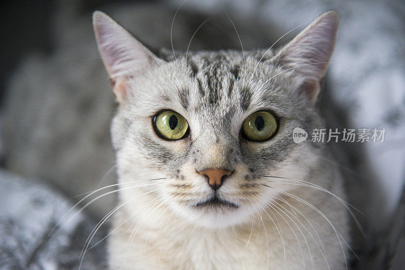 埃及猫的猫