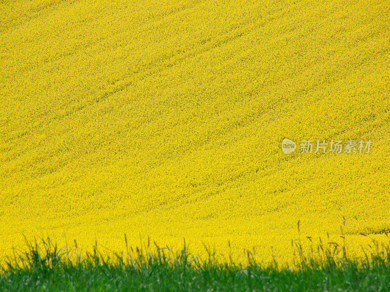 有小块绿地和树木的油菜籽或油菜籽田